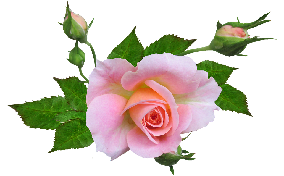 Pink Rose Transparent Background PNG Image