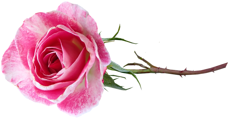 Pink Rose Transparent Background PNG Image