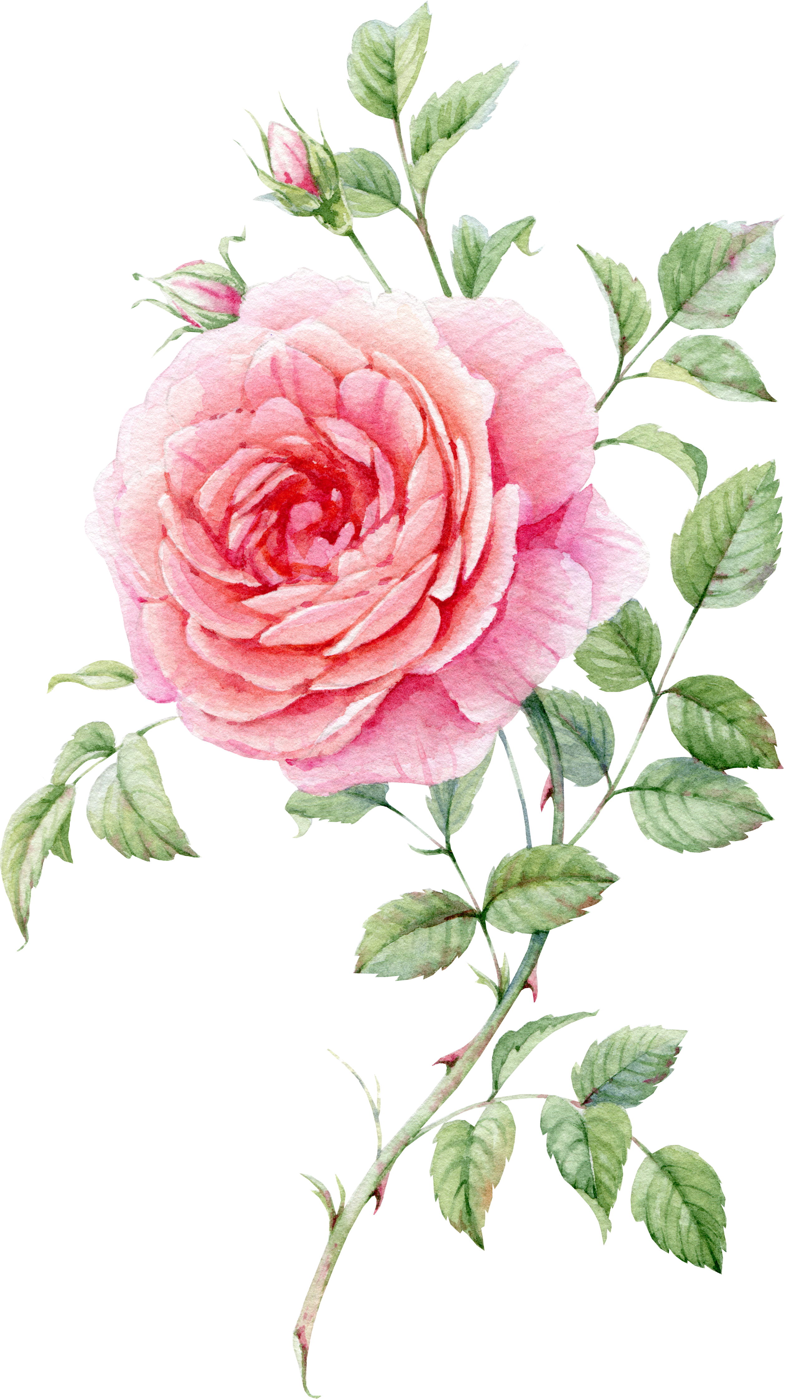 Pink Rose Watercolor Artwork PNG Image