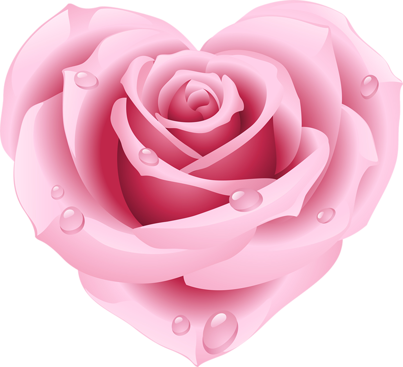 Pink Rose With Dew Drops.png PNG Image