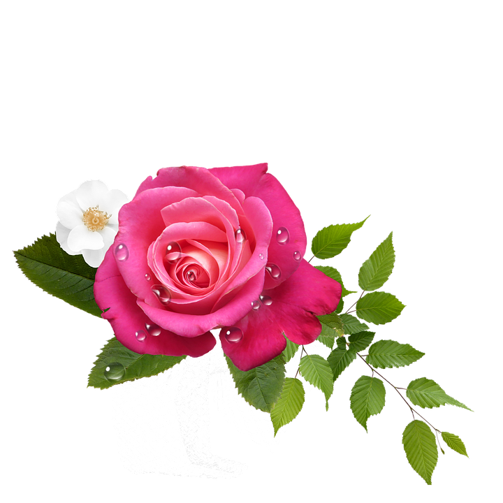 Pink Roseand White Flower Arrangement PNG Image