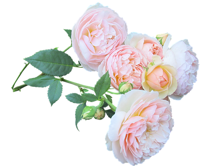 Pink Roses Black Background PNG Image