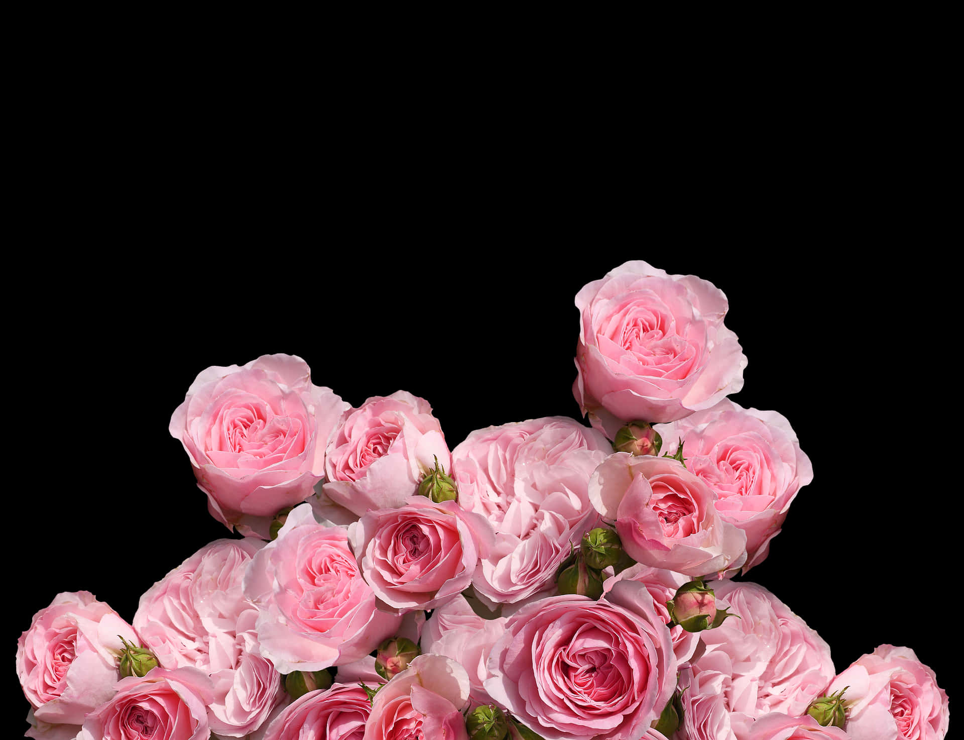 Pink Roses Black Background PNG Image