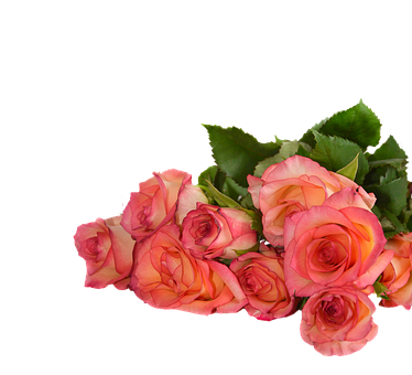 Pink Roses Black Background PNG Image