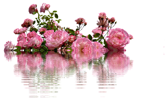 Pink Roses Reflection Water PNG Image