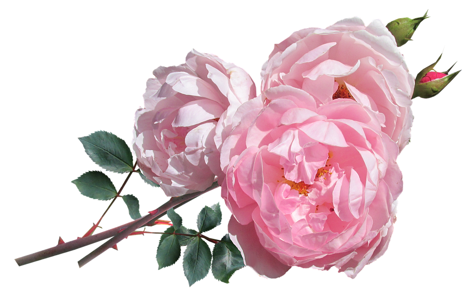 Pink Roses Transparent Background PNG Image