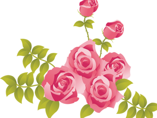 Pink_ Roses_ Vector_ Illustration PNG Image