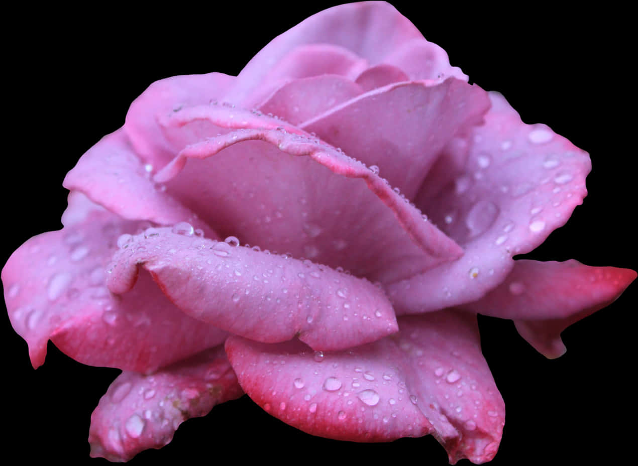 Pink Rosewith Water Droplets PNG Image