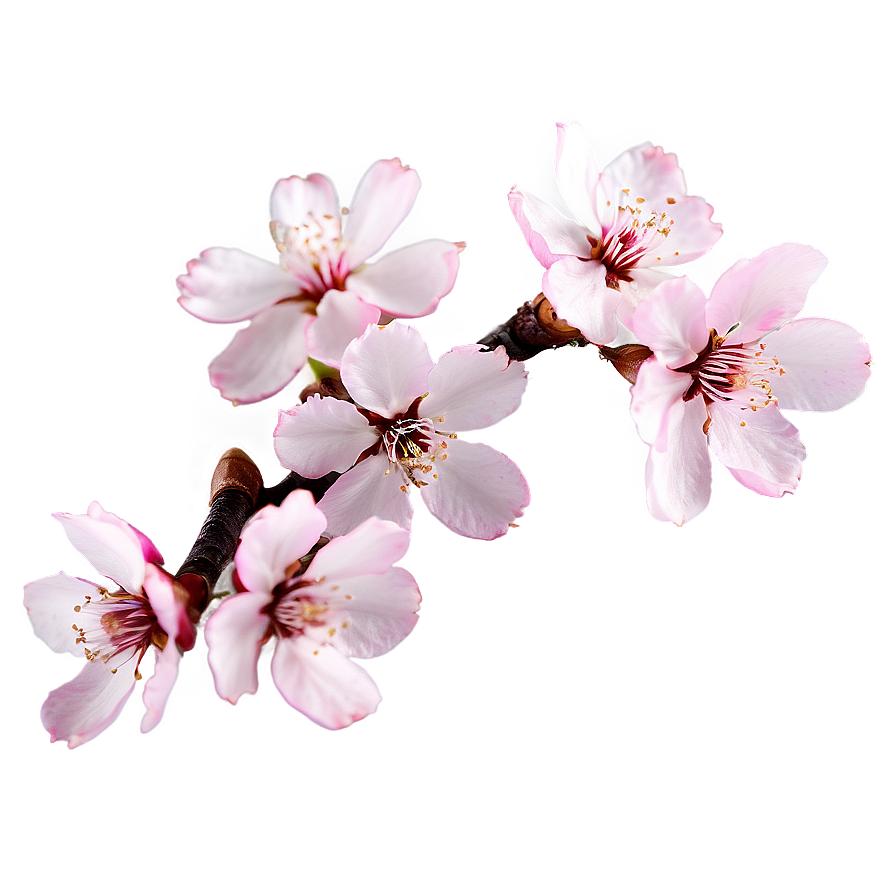 Pink Sakura Blossom Png Ygf PNG Image