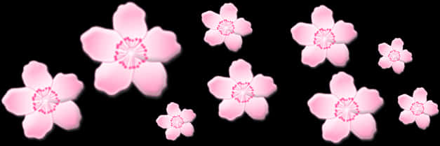 Pink Sakura Blossoms Black Background PNG Image