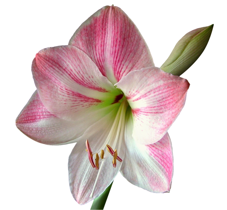 Pink Striped Amaryllis Flower PNG Image