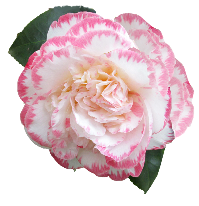 Pink Striped Camellia Flower PNG Image