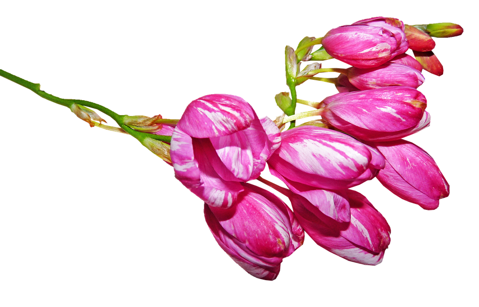 Pink Striped Flower Buds PNG Image