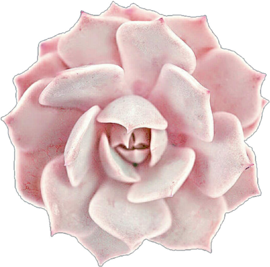 Pink Succulent Top View PNG Image