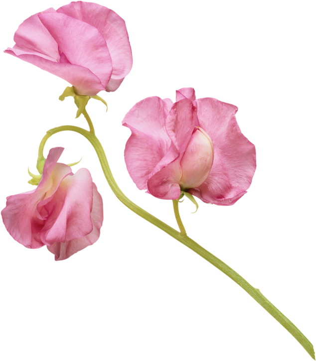 Pink Sweet Pea Flowers PNG Image