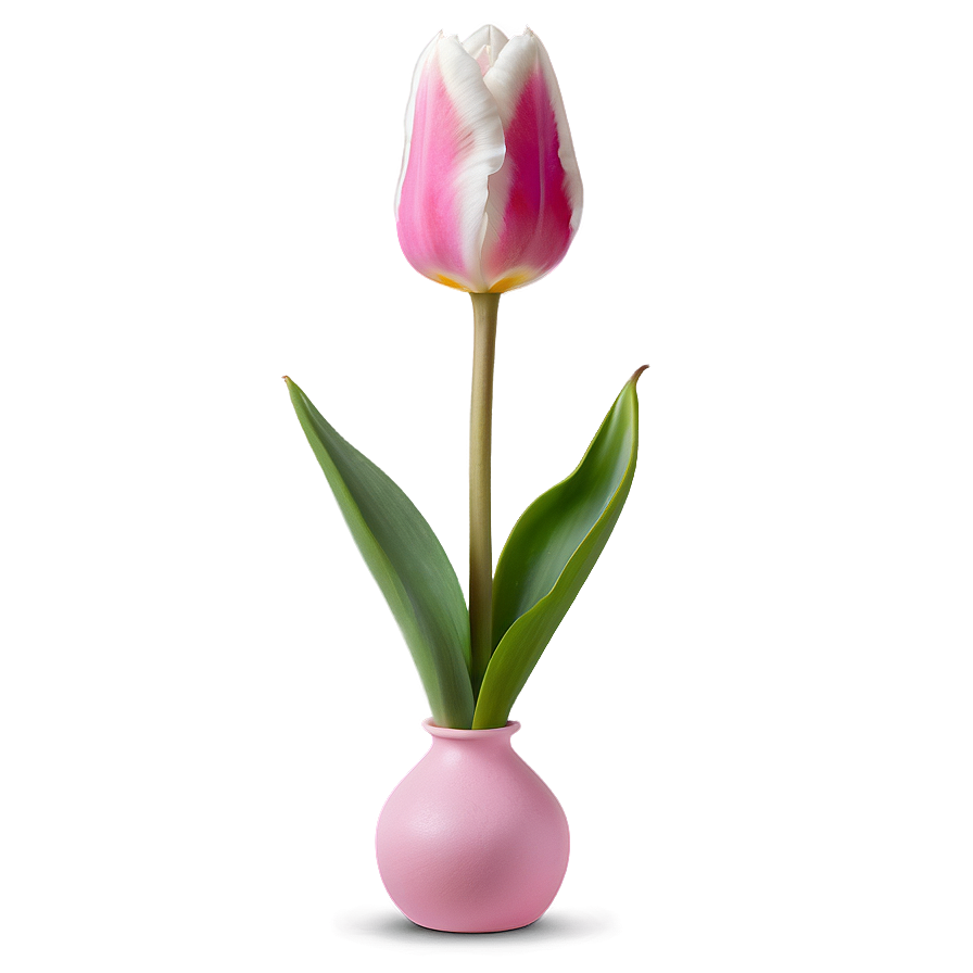 Pink Tulip Delight Png 27 PNG Image