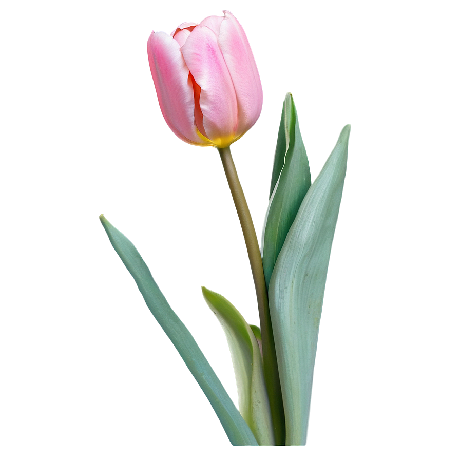 Pink Tulip Png Xts PNG Image