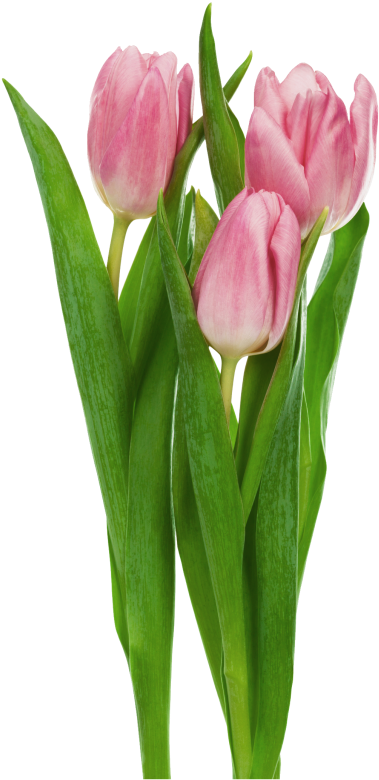 Pink Tulips Bouquet PNG Image