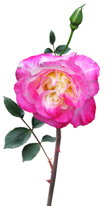 Pink White Gradient Rose PNG Image