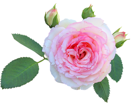 Pink White Rose Black Background PNG Image