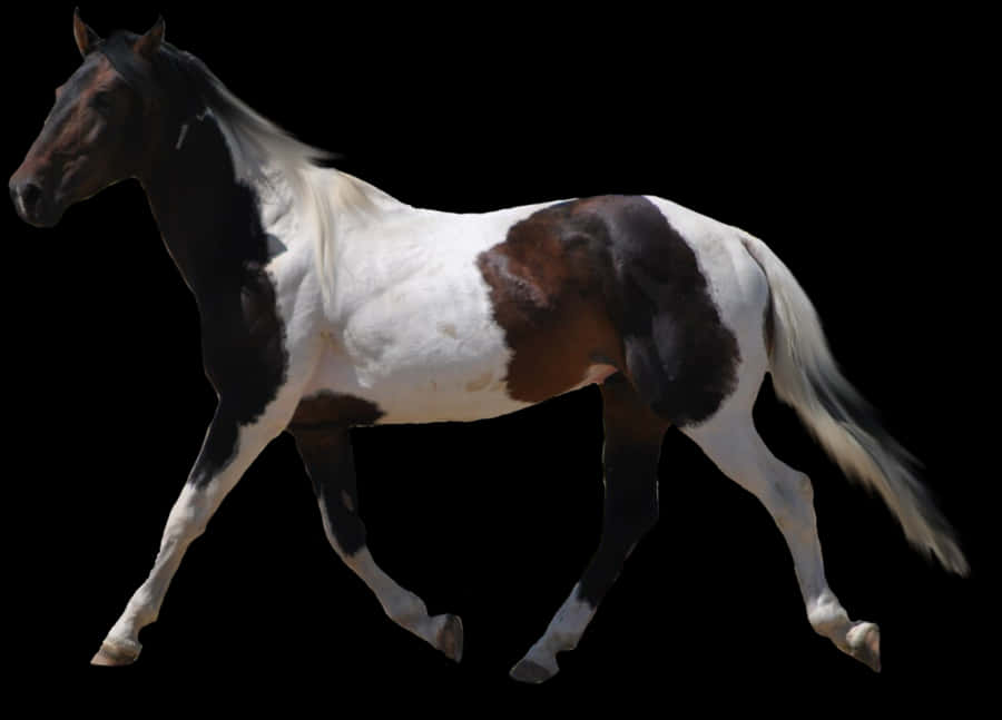 Pinto Horsein Motion PNG Image