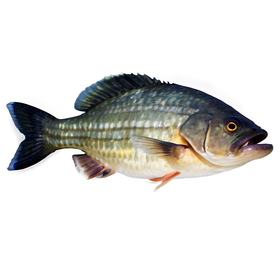 Piranha Fish Png 04292024 PNG Image