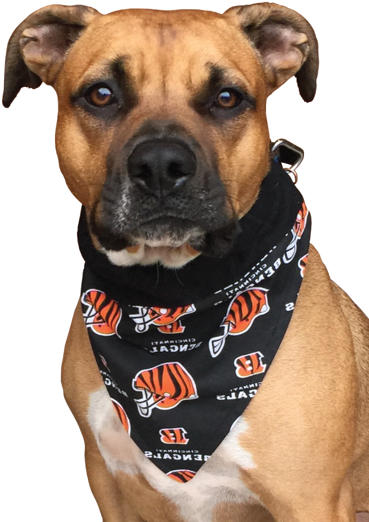 Pitbull Dogin Sports Bandana PNG Image