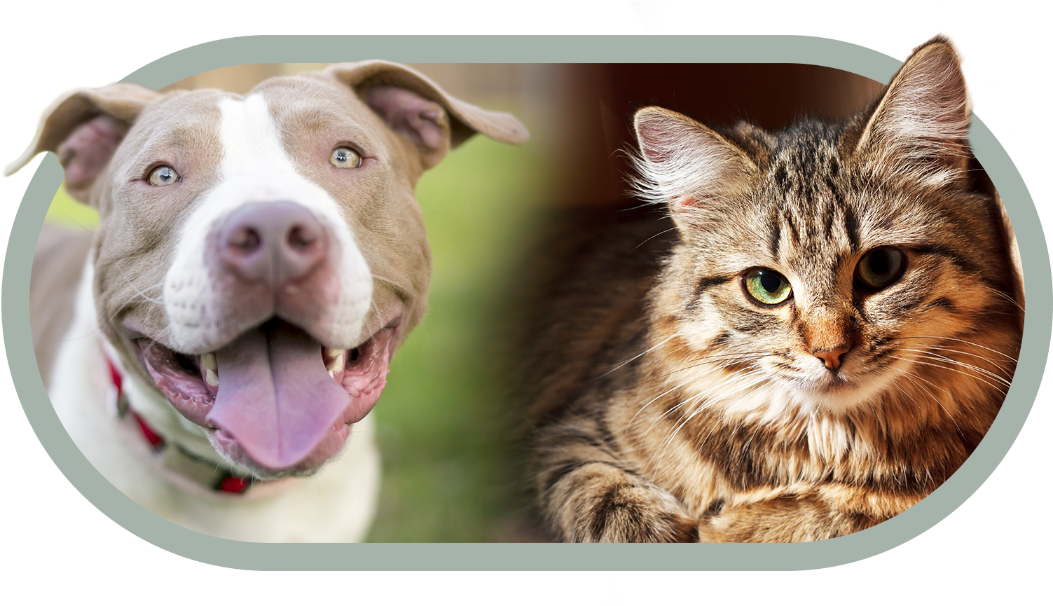 Pitbulland Cat Friends PNG Image