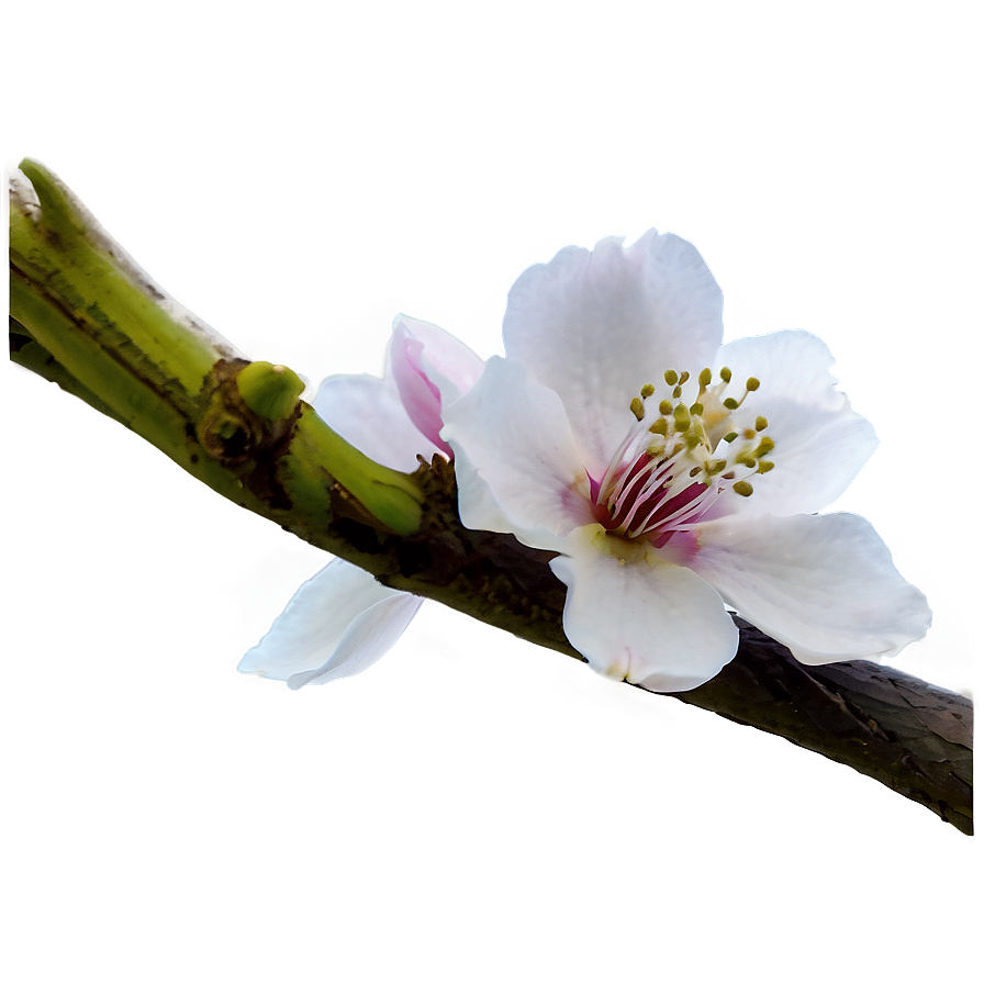 Plain Blossom Png 21 PNG Image