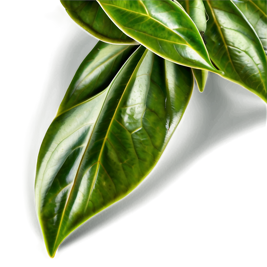 Plant C PNG Image