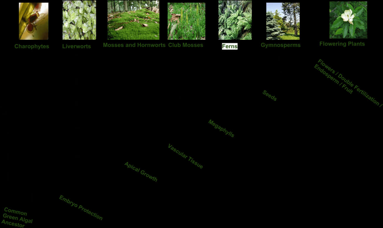 Plant Evolution Chart PNG Image