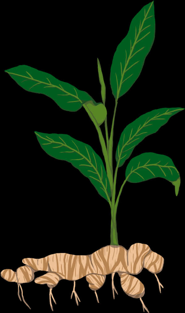 Plant Illustrationwith Roots PNG Image