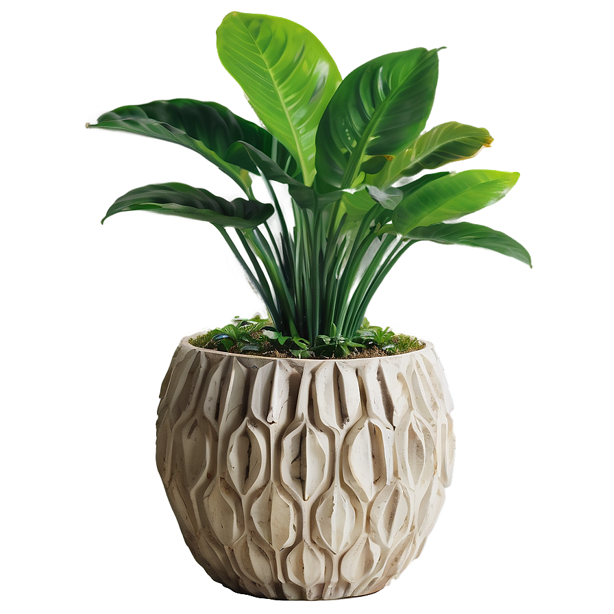 Plant-inspired Home Decor Png Dva28 PNG Image