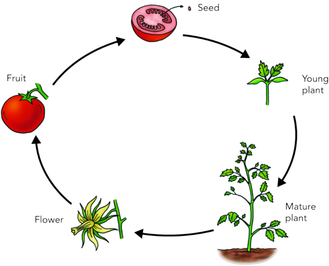 Plant Life Cycle Diagram PNG Image