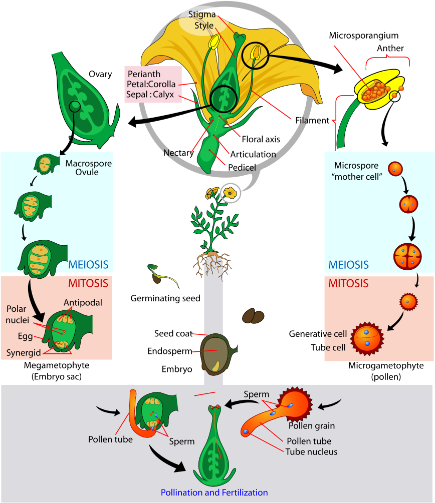 Plant Reproduction Process Diagram PNG Image