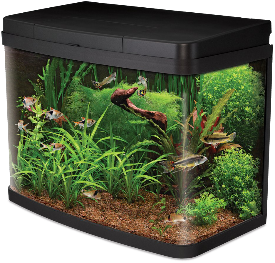 Planted Aquariumwith Fish PNG Image