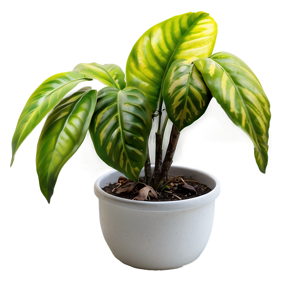 Plants A PNG Image