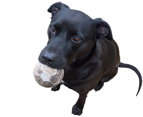 Playful Black Dog With Ball PNG Image