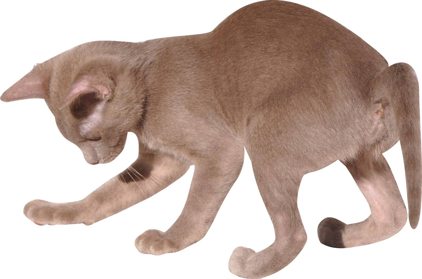 Playful Brown Kitten Pouncing PNG Image