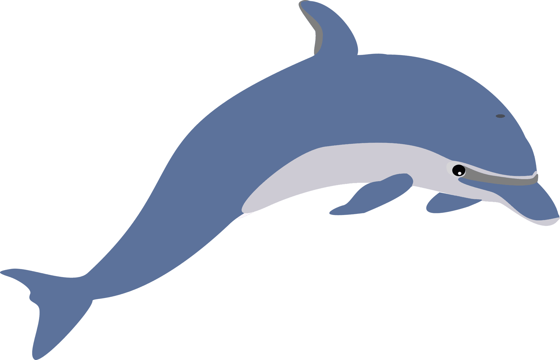 Playful Dolphin Illustration PNG Image