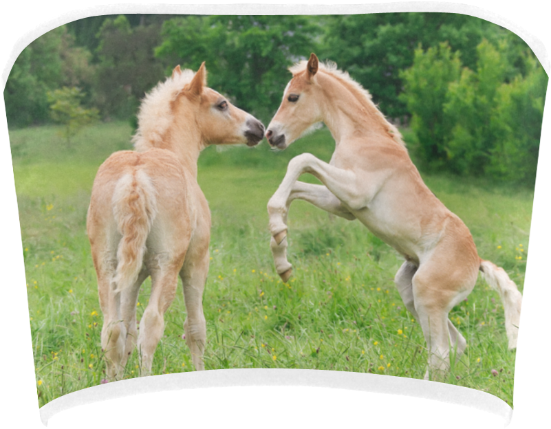 Playful Foalsin Field PNG Image