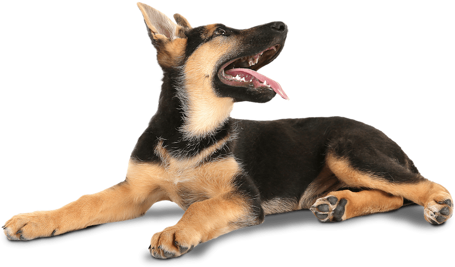 Playful German Shepherd Puppy PNG Image