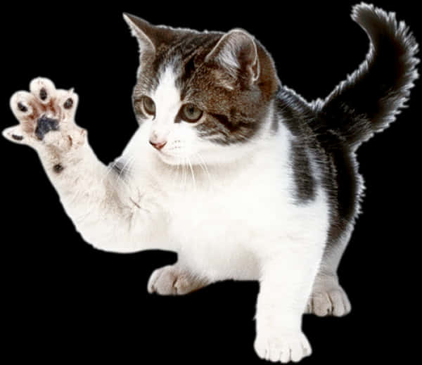 Playful Kitten Raising Paw PNG Image