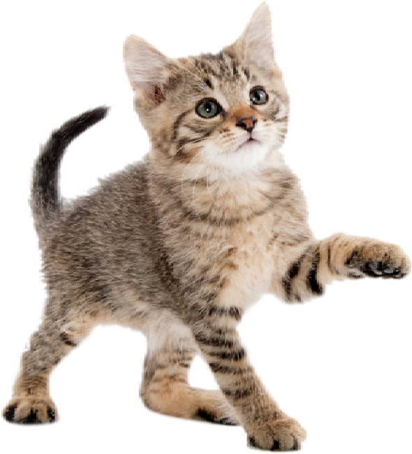 Playful Kitten Transparent Background PNG Image