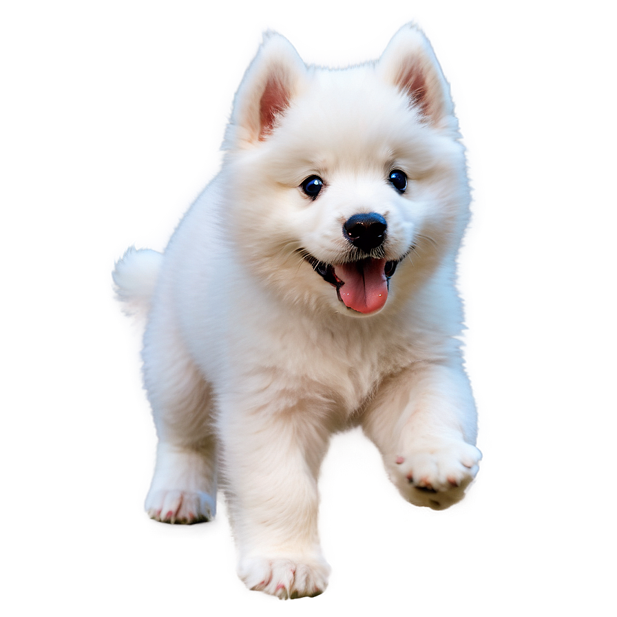 Playful Puppy Samoyed Png Wmc PNG Image