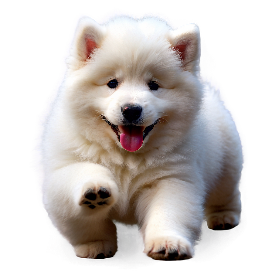 Playful Samoyed Puppies Png 06242024 PNG Image