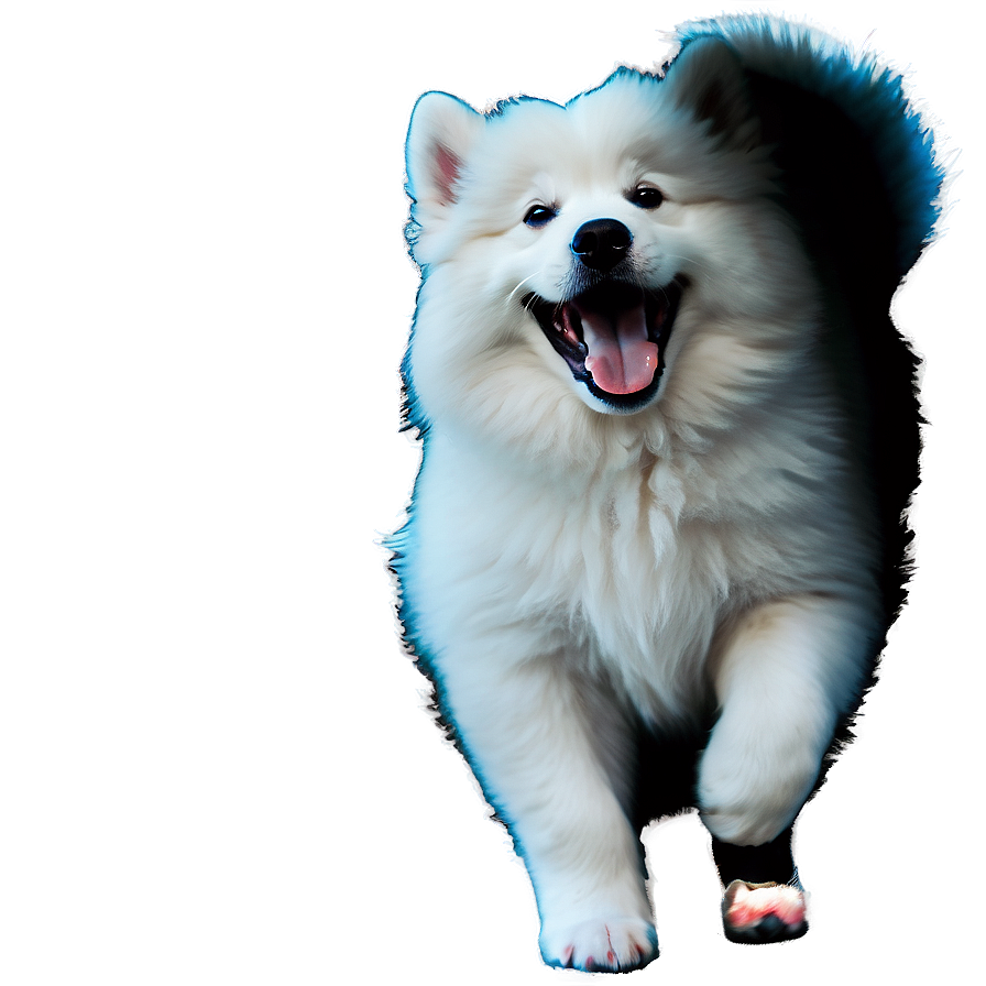 Playful Samoyed Puppies Png Psg96 PNG Image