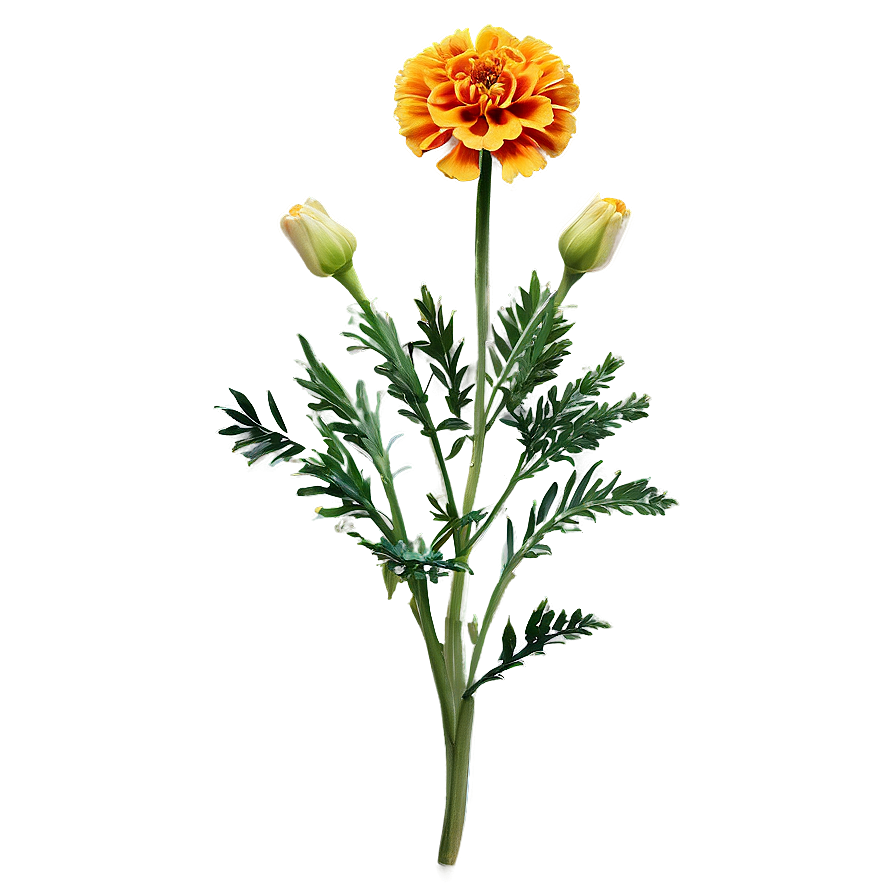 Pleasing Marigold Art Png 79 PNG Image