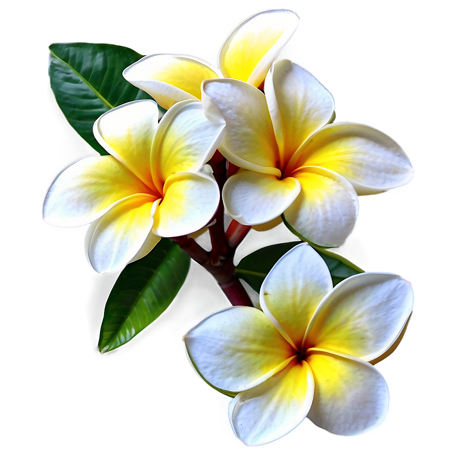 Plumeria Arrangement Png Blj8 PNG Image