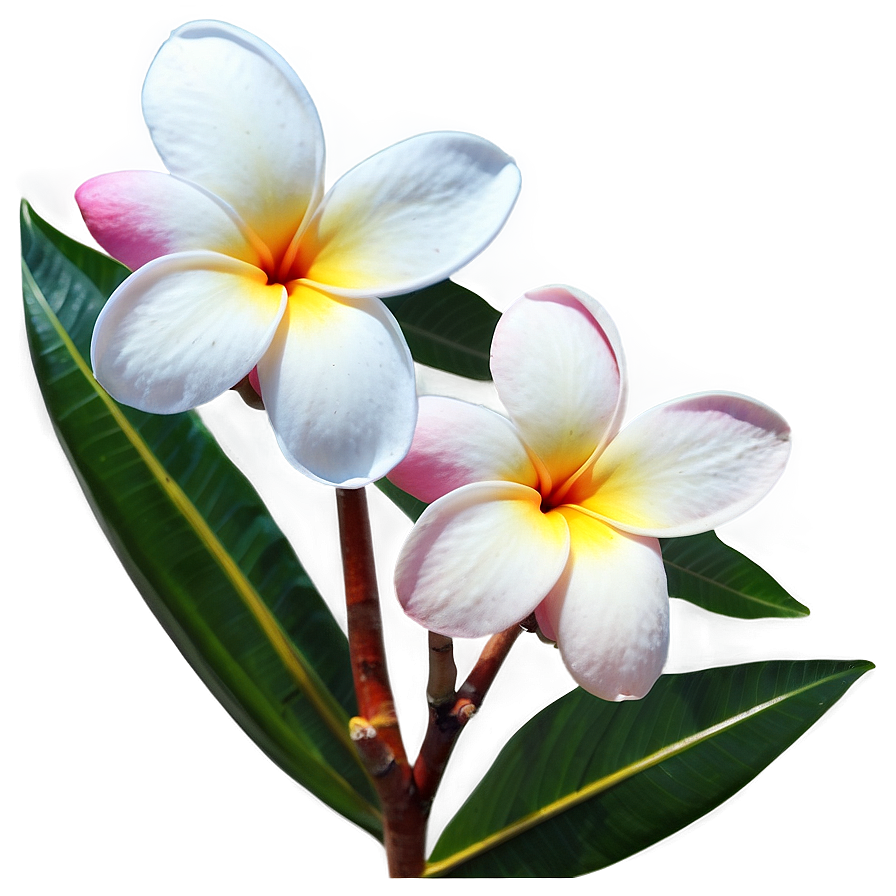 Plumeria Art Png 6 PNG Image